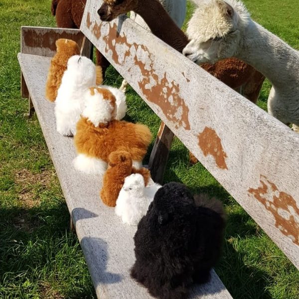 alpaca’s op de bank